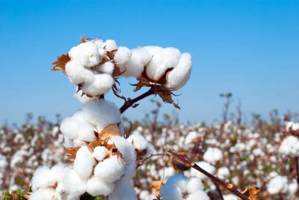 Cotton on a branch