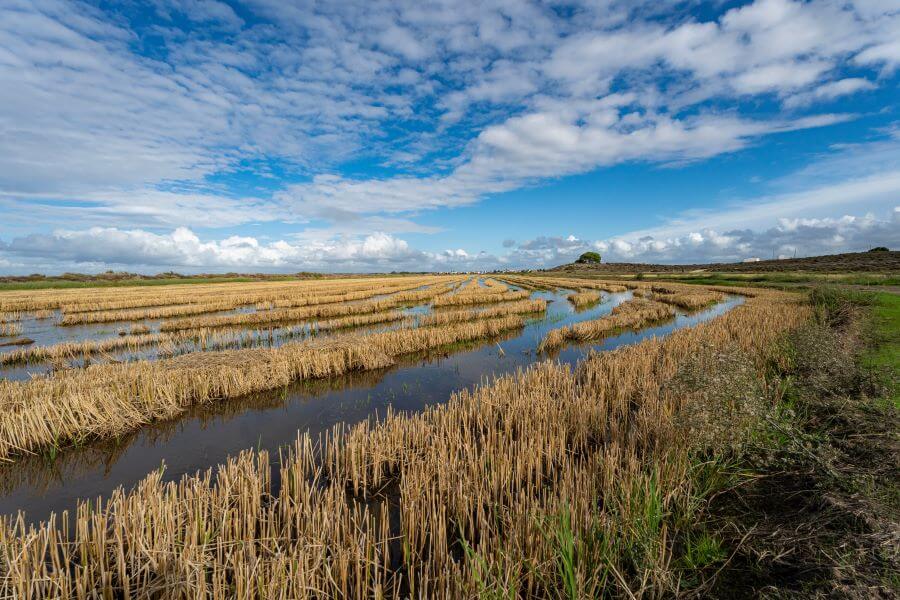 Rice fields in Comporta