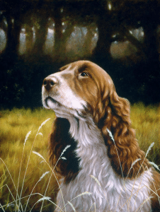animal posters