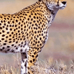Cheetah Print