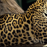 Jaguar Print