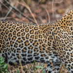 leopard print