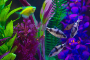 Pets Interesting 1